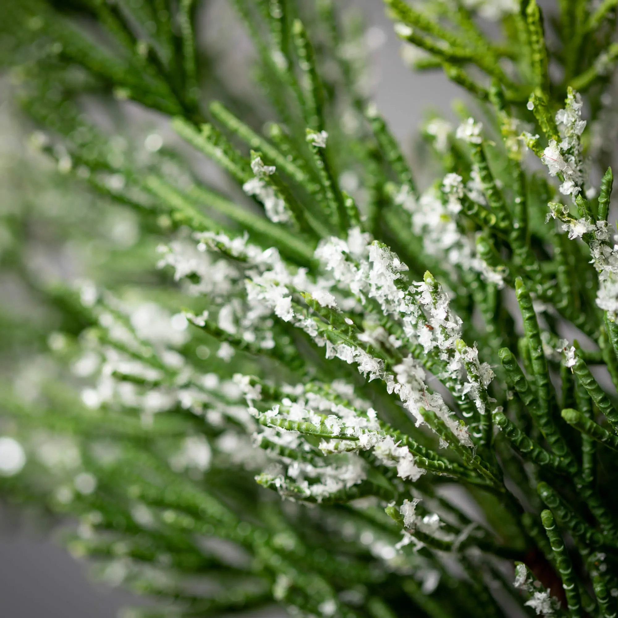 28"H Sullivans Frosted Green Cedar Wreath, Green Winter Wreaths For Front Door