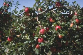 Apple - Honeycrisp