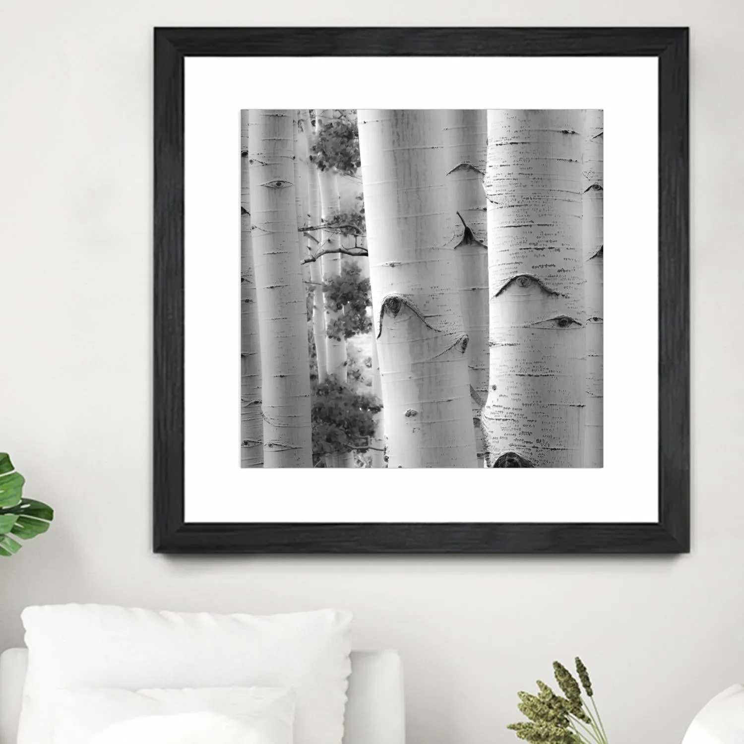 Birches in Grey I