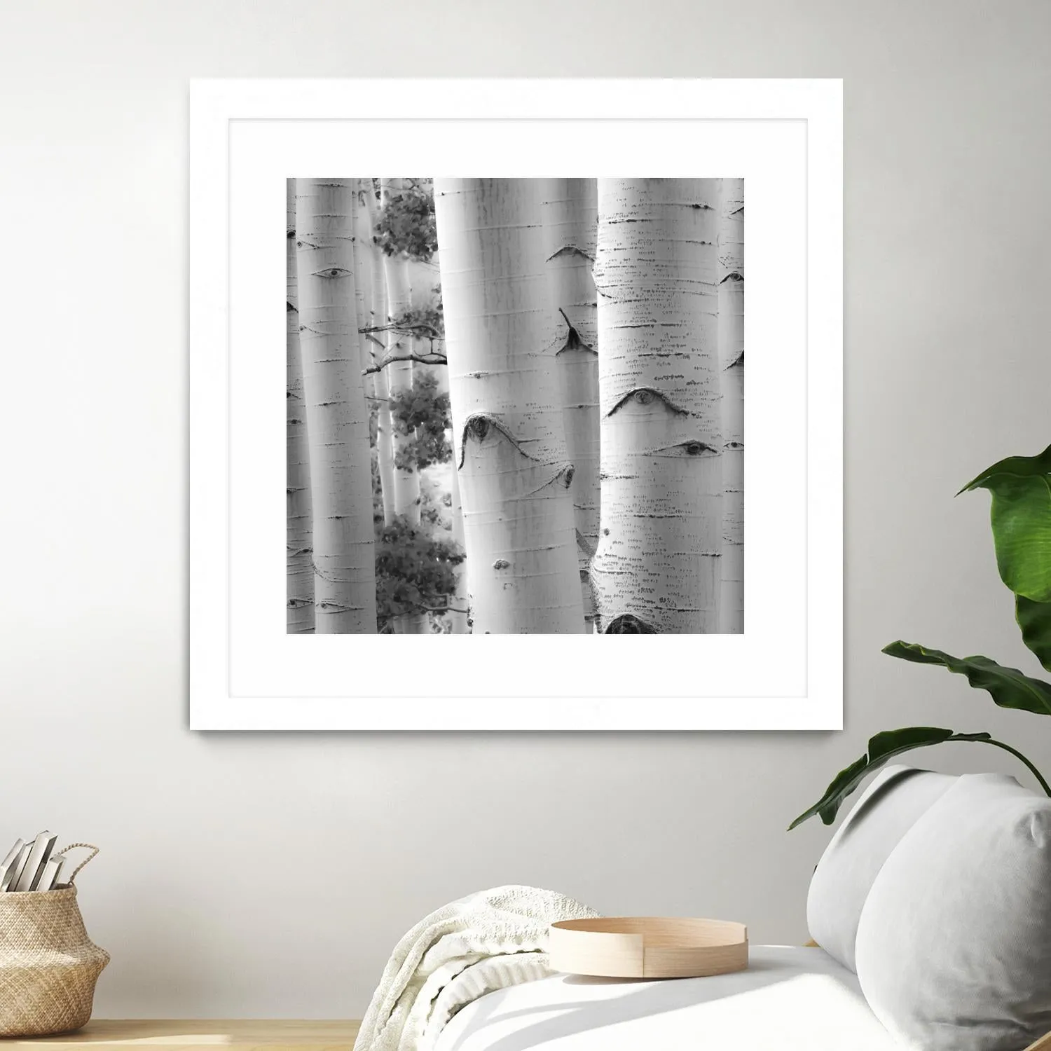 Birches in Grey I