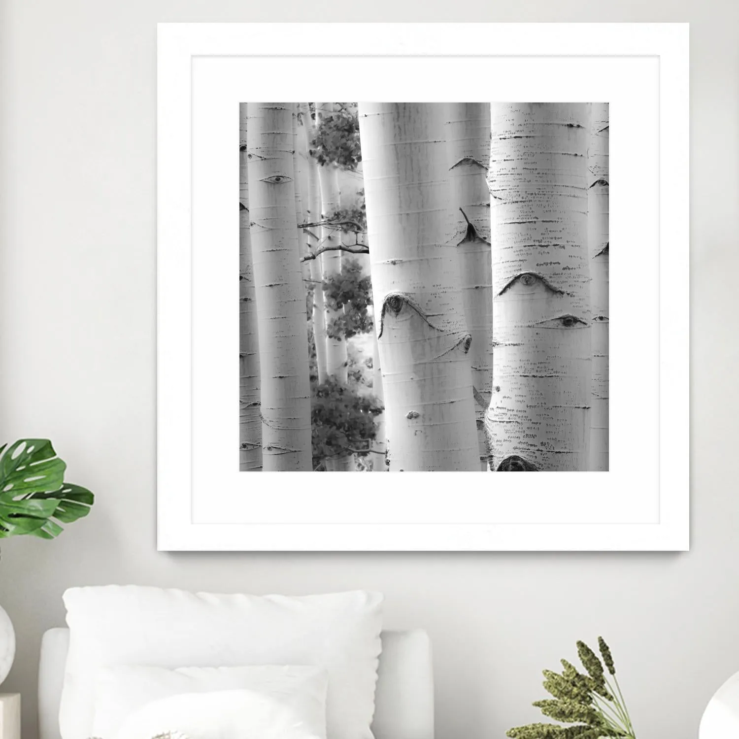 Birches in Grey I