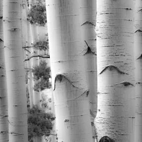 Birches in Grey I