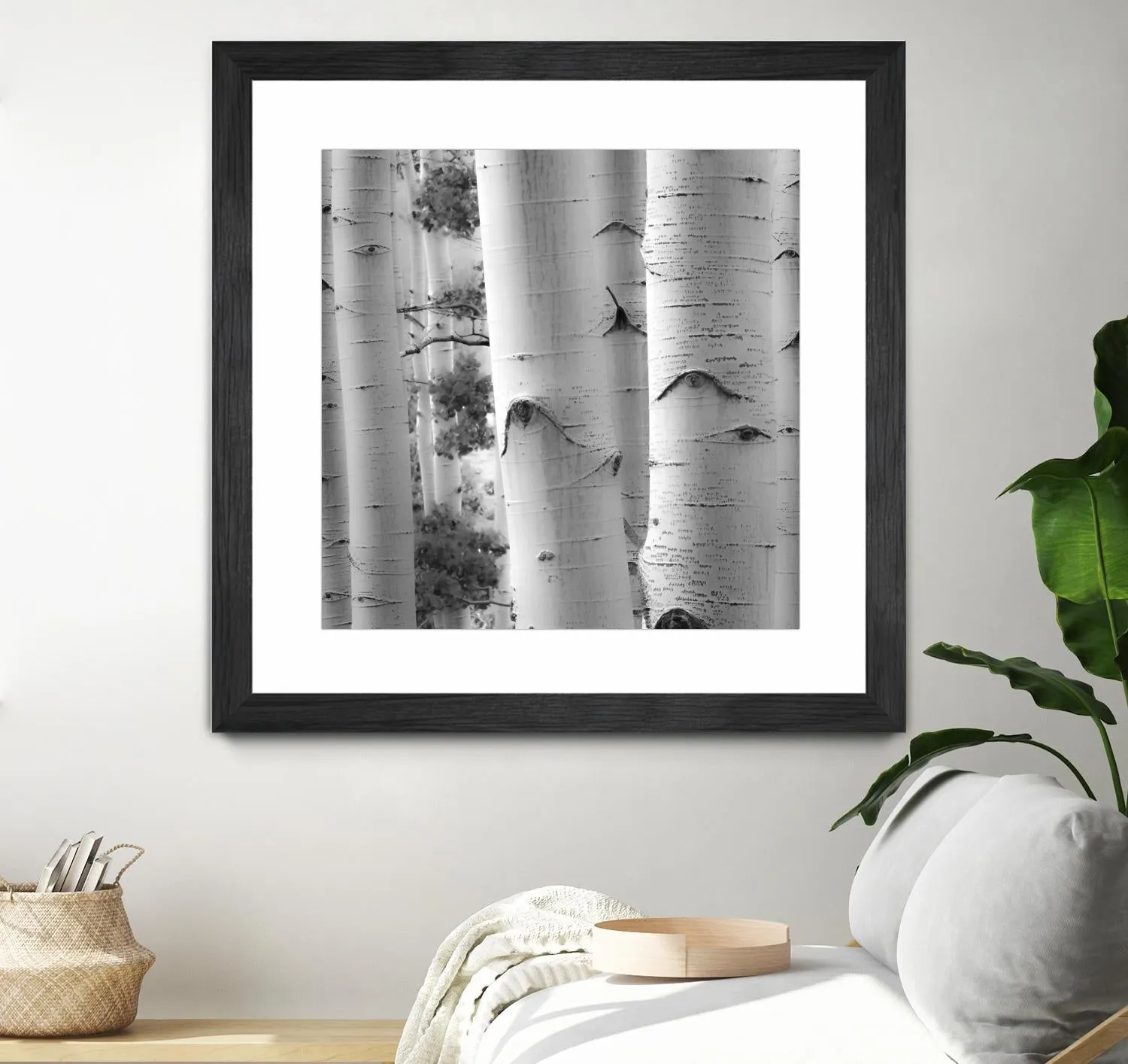 Birches in Grey I