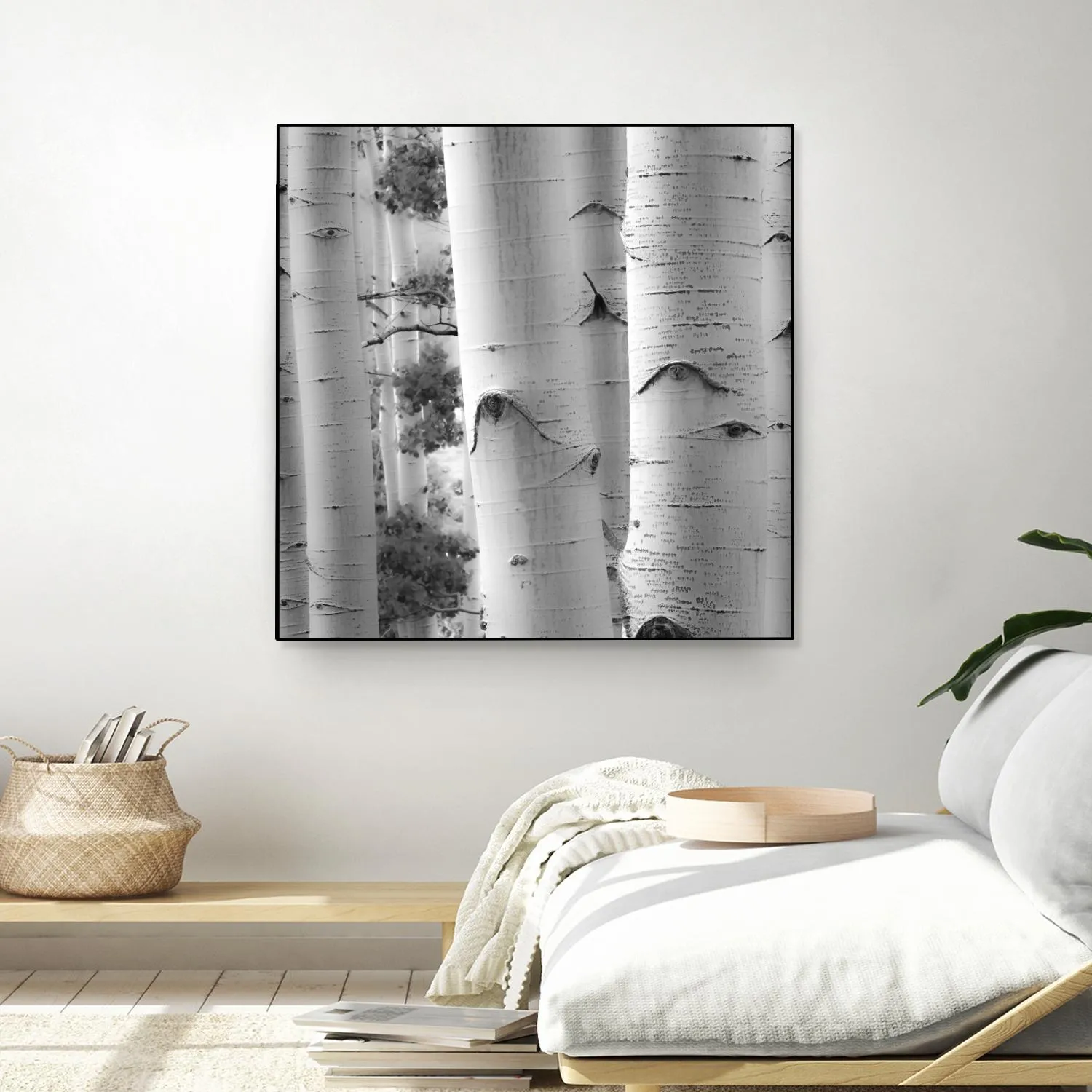 Birches in Grey I