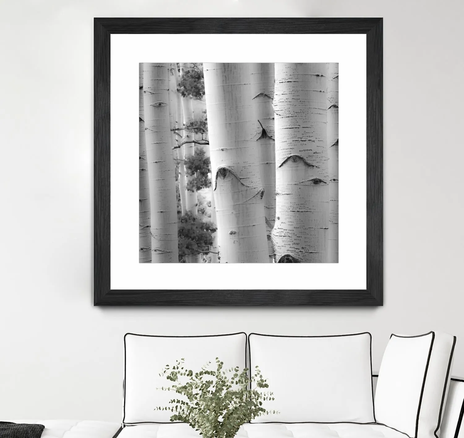 Birches in Grey I