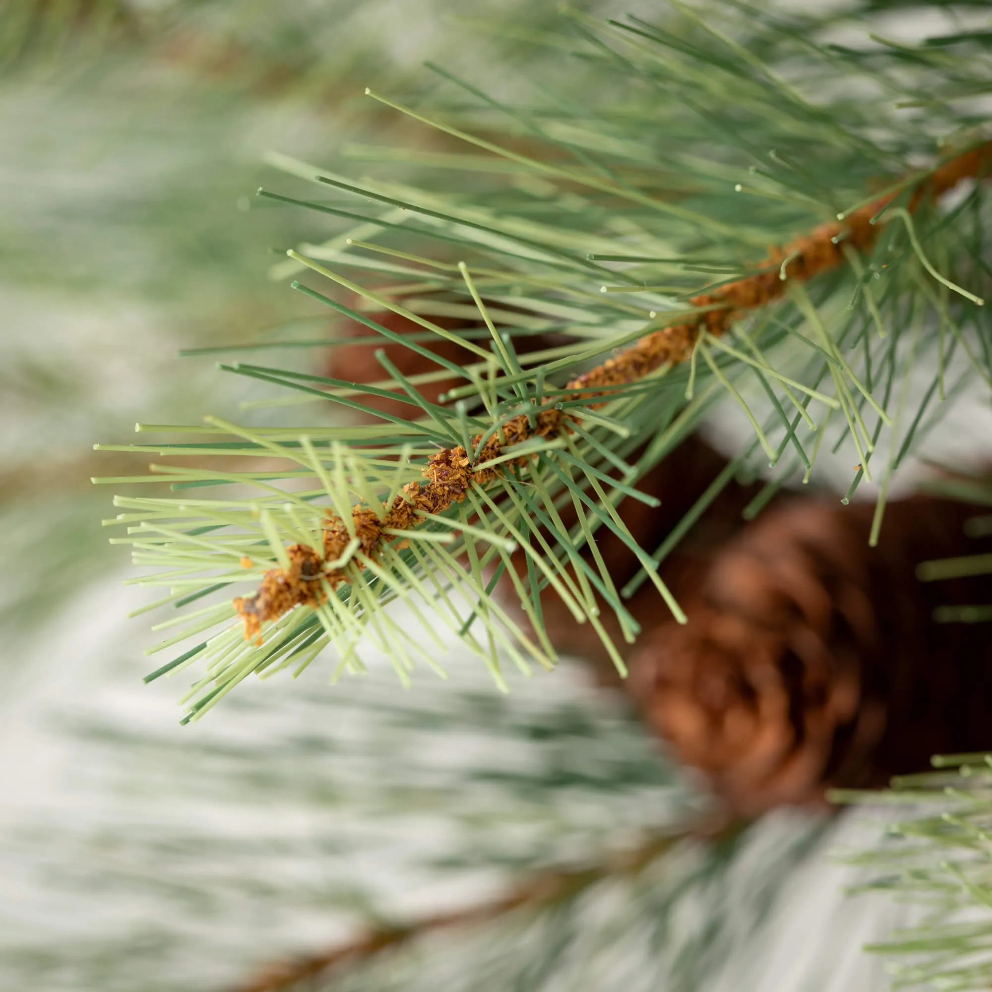 Black Hills Pine Tree