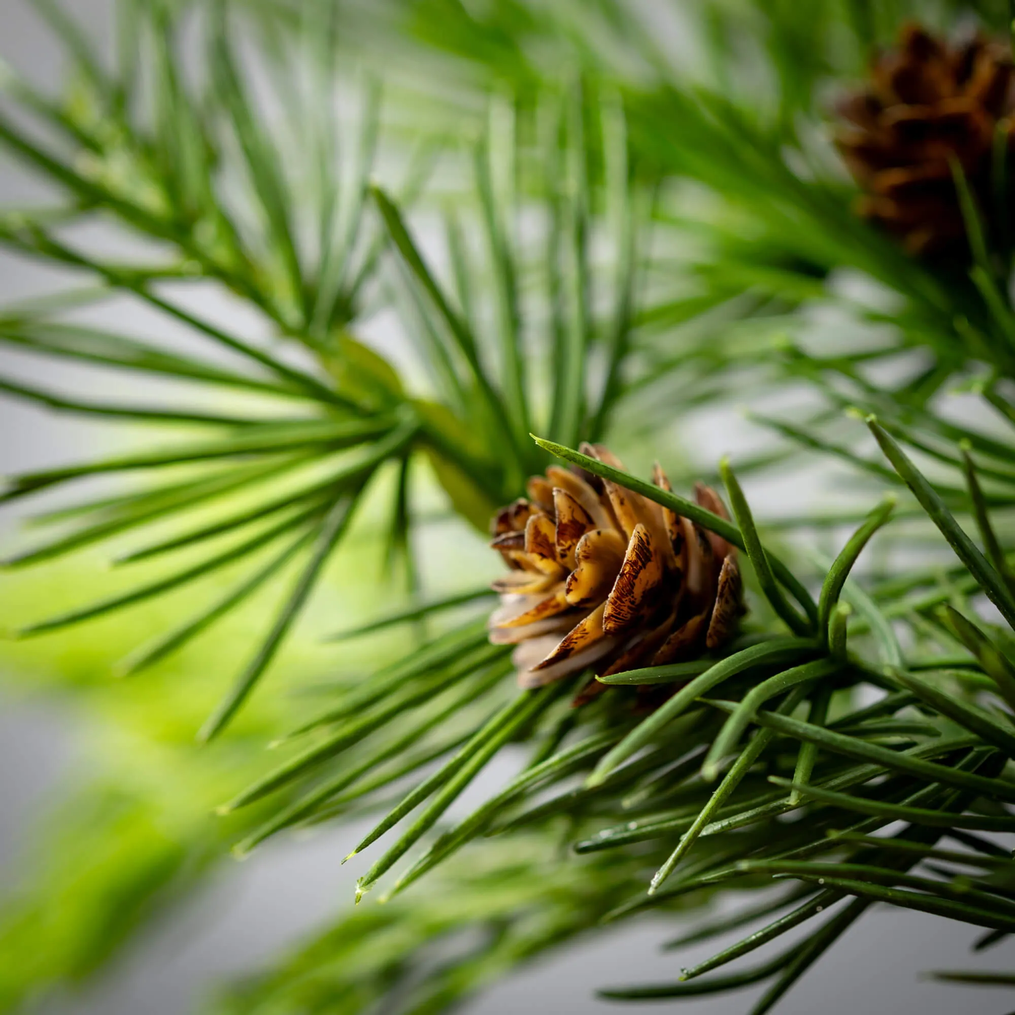 Cedar Wreath